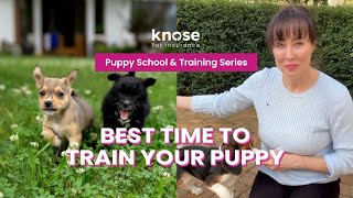 Ep 1 When should you start training your dog  Puppy School amp Training Series [upl. by Tryck]