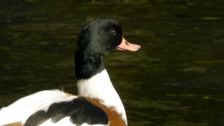 Common Shelduck Tadorna tadorna  Brandgans 2 [upl. by Domini]