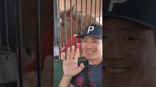 Why Is This Budweiser Clydesdale Horse Shy Around Camera 📸🐴 [upl. by Sert]