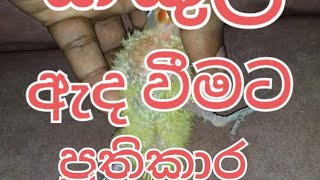 Splayed legs treatment කකුල් ඇදවීමට ප්‍රතිකාර [upl. by Raven133]