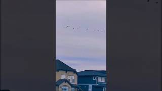 Birds seen migrating and then this happens Thanks [upl. by Shandy]