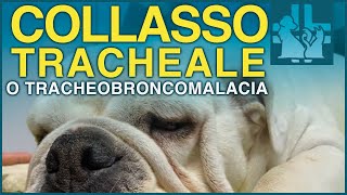 Collasso tracheale o tracheobroncomalacia nel cane [upl. by Laaspere]