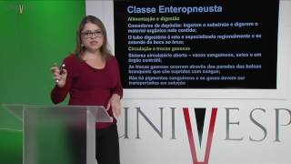 Zoologia de Invertebrados  Aula 27  Filos Chaetognata e Hemichordata I [upl. by Hinkel797]