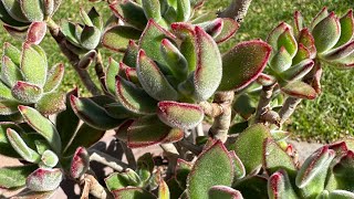 How to propagate Succulents Echeveria Ruby Slippers [upl. by Auqinu]