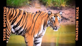 Tadoba Tiger Reserve Tiger Sighting BengalTiger Tiger Spotting BengalTiger Spotting Nikon D7500 [upl. by Ilyse]