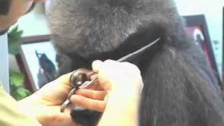 Super Styling Session Standard Poodle Grooming Tips [upl. by Resay]