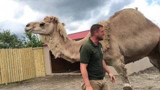 Animal Adventures with Jordan Dromedary Camels [upl. by Molloy834]