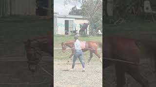 Lunging Tip  For an even circle [upl. by Lirba]