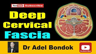 Deep Cervical Fascia Anatomy of the Investing Pretracheal and Prevertebral Fascia Dr Adel Bondok [upl. by Idram]