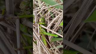 Gafanhoto Tropidacris violaceusanimais insetos [upl. by Hpeosj153]