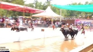 Sidakatte Kodange Kambala Balluda Malla Semi Final Race  Nandalike vs Mala  Kambala  kambala [upl. by Charo589]