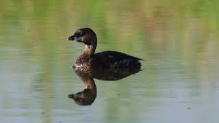 Pied billed Grebe 20230829 [upl. by Mond]