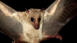 Egyptian fruit bat Rousettus aegyptiacus Geoffroy 1810 Νυχτοπάππαρος  Φρουτονυχτερίδα  Cyprus [upl. by Eveam]