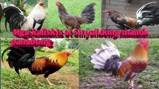 Dalusaping dilaw paa Sinyalis Ng manok Panabong Kaliskis Ng mga manok III [upl. by Carrnan997]