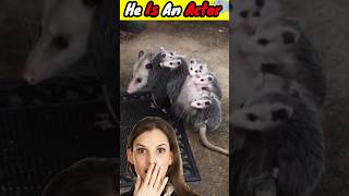 একজন চমৎকার ACTOR OPOSSUM🐀😱 shorts viral opossums [upl. by Mayfield273]