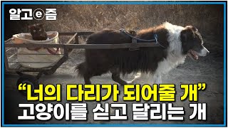 개 수레를 타고 다니는 고양이 대체 무슨 사연인 걸까｜고양이를 부탁해｜알고e즘 [upl. by Neibart]