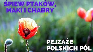 Relaksacyjne Pejzaże Polskich Pól Śpiew Ptaków Maki i Chabry [upl. by Ociral]