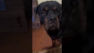 😂HR funny tamil voice over part292🤣youtubeshorts shortfeed shorts rottweiler pitbull dog [upl. by Renruojos529]