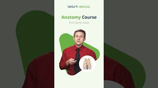 Master Thorax Anatomy with Dr Salmi 🌟 USMLEPrep AnatomyEssentials meded [upl. by Jain]