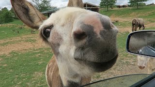 ROARs drivethru ZOOFARI 🦓 Reston Virginia [upl. by Diehl]