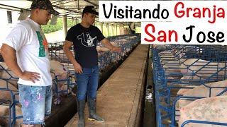 Como CRIAR LECHONES🐷🍼🐷GRANJA porcina SAN JOSE PARTE 1 CAPITULO 101 VISITANDO granjas PORCINAS [upl. by Yankee739]