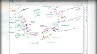 The citric acid cycle  Metabolism of glycogen  Gluconeogenesis [upl. by Belva]