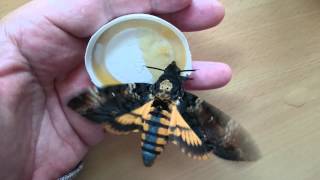 Feeding Deathshead Hawkmoths Acherontia Atropos [upl. by Nigle]