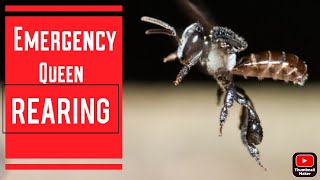 Emergency Queen Rearing in Stingless Bees [upl. by Ressan470]