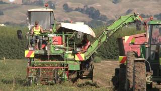 tomato harvesting machinery in action [upl. by Claybourne]