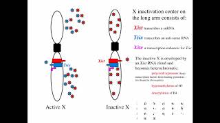 Cytogenetics I Heterochromatin amp Euchromatin [upl. by Halimaj838]