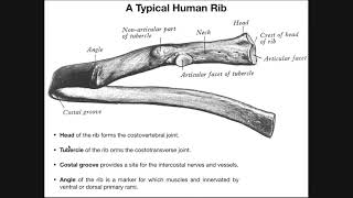 Costal Facets Demifacets and RibVertebral Articulations [upl. by Nnayrrehs]