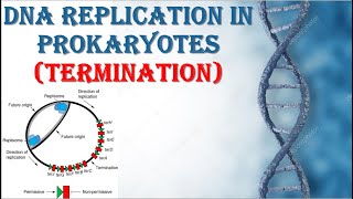 DNA REPLICATION IN PROKARYOTES TERMINATION PROCESS [upl. by Naashom656]