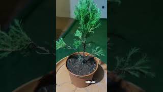 Crafting the Perfect Juniper Bonsai [upl. by Ardeahp530]