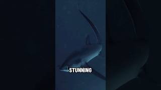 Meet the Thresher Shark The Ocean’s WhipTailed Wonder shorts shortvideo shortsfeed animals [upl. by Colbert278]