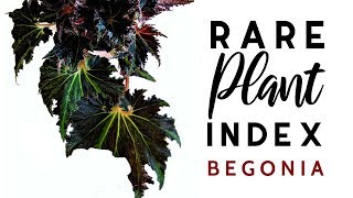 Rare Plant Index 6  Begonia  Uncommon to Extremely Rare Plants [upl. by Nired]