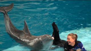 Dolphin Show at the National Aquarium [upl. by Gredel968]