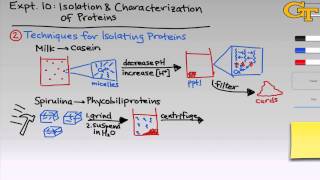 Proteins  Intro amp Theory [upl. by Resor324]