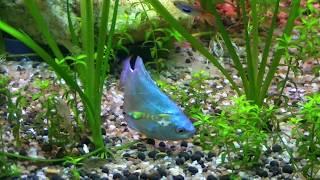 Coral Blue Dwarf Gourami  Colisa lalia [upl. by Gaylord19]