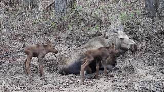 Moose with newborn twins [upl. by Lahcim701]