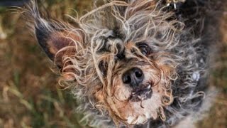 World’s Ugliest Dog Meet Quasi Modo – the Hunchback Hyena like Pooch Crowned Most Minging Mutt [upl. by Jit]