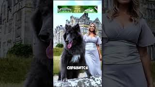 ТОП9️⃣ самых опасных пород собак в мире 🐕🐕 животные милыеживотные [upl. by Carper427]