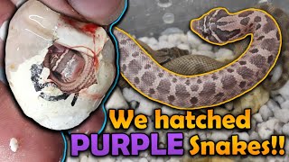 Our LAVENDER Hognose Snakes Hatched [upl. by Lehsar]