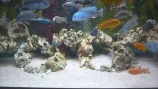 AFRICAN RIFT LAKE CICHLIDS TANK 1209 [upl. by Potts]