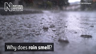 Why does rain smell  Natural History Museum [upl. by Nevins]