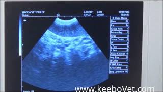 Splenomegaly is Diagnosed on a Dog with KX5000 Ultrasound Scanner [upl. by Olette]