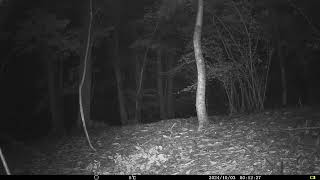 Wild Boar Sus Scrofa at Woodland Clearing in Chestnut Forest  Alps Conifer and Mixed Forests [upl. by Joannes]