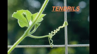 Botany  What is Tendril  प्रतान  Babbar Studypool [upl. by Joab]