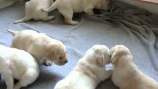 Cachorros Labrador con Pedigree  CACHITOS [upl. by Tybald]