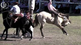 Jineteada Basto con encimera Final Domingo en Crispin Velazquez Nov 2022 Villaguay Entre Rios [upl. by Gennaro729]