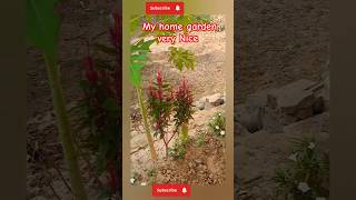 home garden ideashome garden designShorts youtubshortsSavita236 farmya [upl. by Anade]